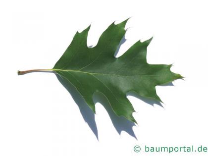 Roteiche (Quercus rubra) Blatt