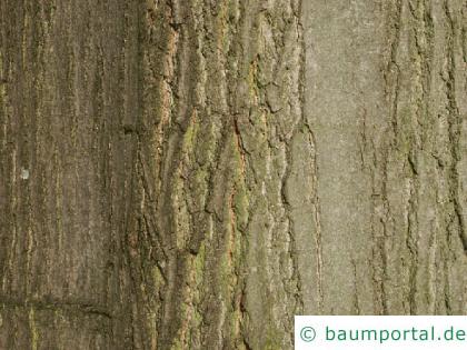 Roteiche (Quercus rubra) Stamm / Rinde / Borke