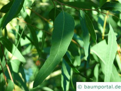 roter Eukalyptus (Eucalyptus camaldulensis) Blatt