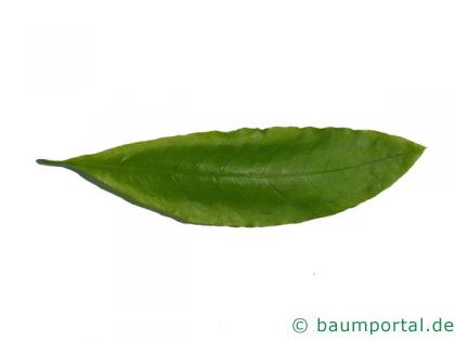Schindel-Eiche (Quercus imbricaria) Blatt