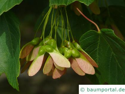 schneeballblättriger Ahorn (Acer opalus) Spaltfrucht: geflügelte Nüsschen