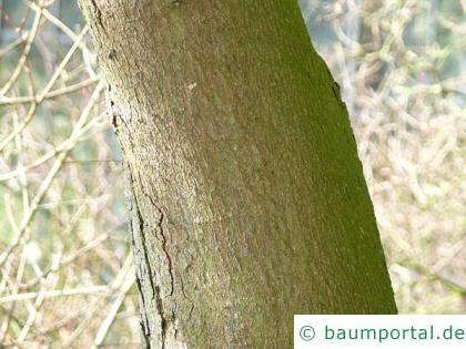 schneeballblättriger Ahorn (Acer opalus) Stamm / Rinde / Borke
