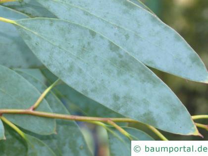 Schnee-Eukalyptus (Eucalyptus pauciflora subsp niphophila) Blatt