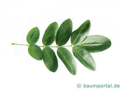 Schnurbaum (Styphnolobium japonicum) Blatt