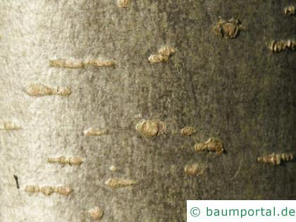 Schwarzerle (Alnus glutinosa) Krone