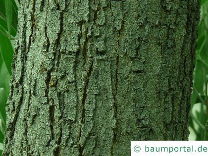 Schwarzholz-Akazie (Acacia melanoxylon) Stamm eines älteren Baumes