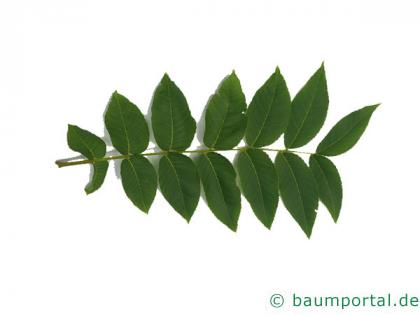 Schwarznuss (Juglans nigra) Blatt