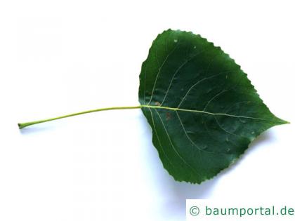 Schwarz-Pappel (Populus nigra) Blatt