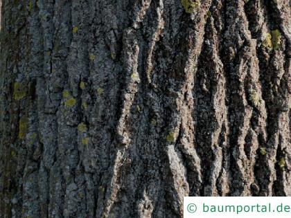 Schwarz-Pappel (Populus nigra) Stamm / Borke / Rinde