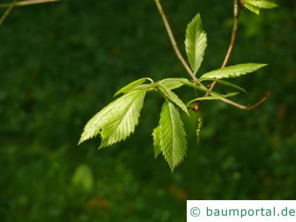 Seidenraupen Eiche (Quercus acutissima) Blätter an Zweigende
