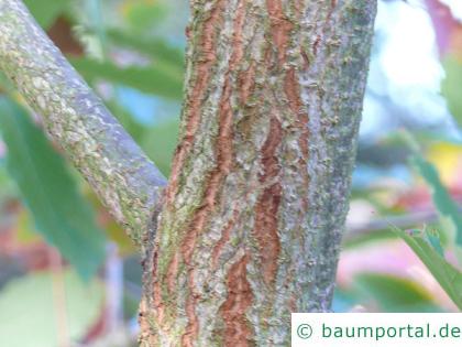Seidenraupen Eiche (Quercus acutissima) Stamm / Rinde / Borke
