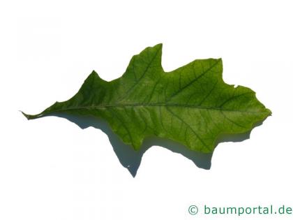 Shumards-Rot-Eiche (Quercus shumardii) Blatt