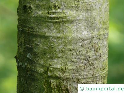 Shumards-Rot-Eiche (Quercus shumardii) Stamm / Rinde / Borke