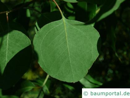 Silber-Dollar-Eukalyptus (Eucalyptus polyanthemos) Blatt