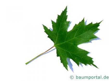 Silber-Ahorn (Acer saccharinum) Blatt