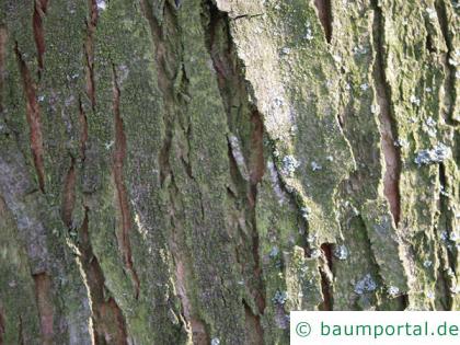 Silber-Ahorn (Acer saccharinum) der Stamm ist leicht gefurcht