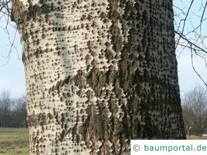 Silber-Pappel (Populus alba) Stamm / Rinde / Borke