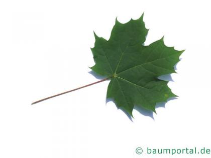 Spitz-Ahorn (Acer platanoides) Blatt