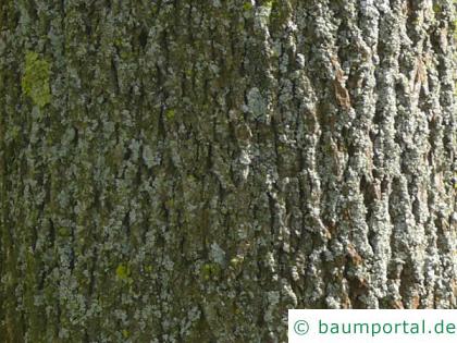 Spitz-Ahorn (Acer platanoides) Stamm