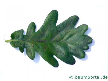 Stiel-Eiche (Quercus robur) Blatt