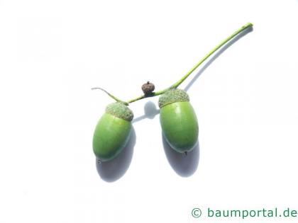 Stiel-Eiche (Quercus robur) Frucht / Eicheln