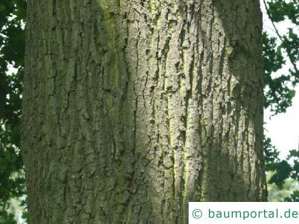 Stiel-Eiche (Quercus robur) Stamm / Rinde / Borke