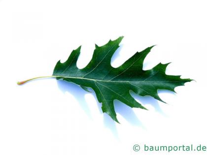 Sumpf-Eiche (Quercus palustis) Blatt