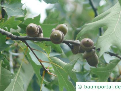 Sumpf-Eiche (Quercus palustis) Frucht / Eichel
