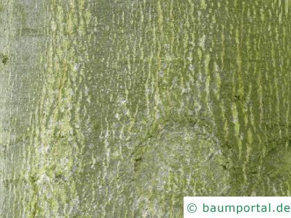 Sumpf-Eiche (Quercus palustis) Stamm / Rinde / Borke
