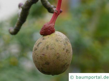 Taschentuchbaum (Davidia involucrata) Steinfrucht