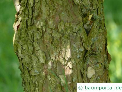 Taschentuchbaum (Davidia involucrata) Stamm / Rinde / Borke