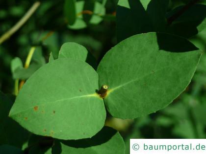tasmanischer Schneeeukalyptus (Eucalyptus coccifera) Blatt