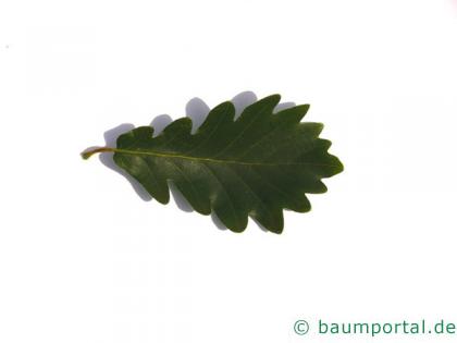 Trauben-Eiche (Quercus petraea) Blatt