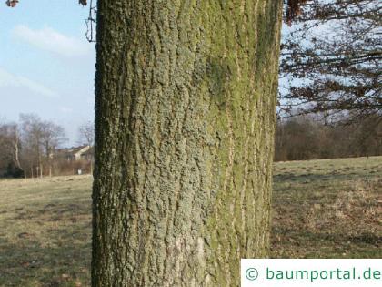 Trauben-Eiche (Quercus petraea) Stamm / Rinde / Borke