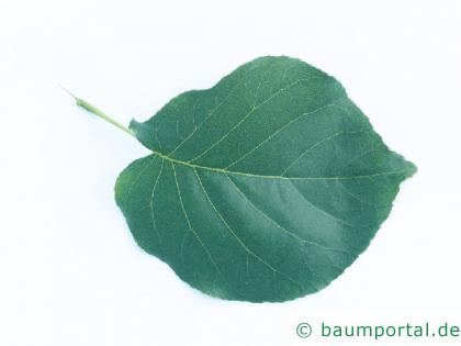 Trauben-Kirsche (Prunus padus) Blatt