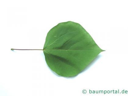 Trompetenbaum (Catalpa bignonioides) Blatt