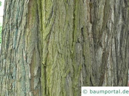 Trompetenbaum (Catalpa bignonioides) Stamm