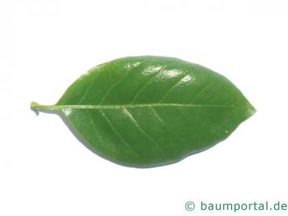 Tupelobaum (Nyssa sylvestris) Blatt