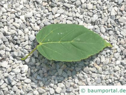 Vermont-Ahorn (Acer spicatum) Blatt