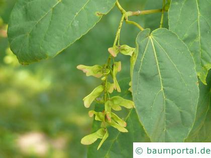 Vermont-Ahorn (Acer spicatum) Früchte