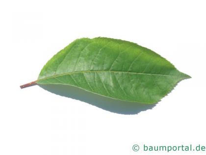 virginische Trauben-Kirsche (Prunus virginiana) Blatt