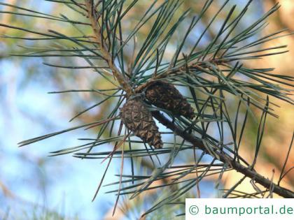 Wald-Kiefer (Pinus sylvestris) Zapfenpaar