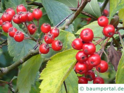weichhaariger Weißdorn (Crataegus mollis) Frucht