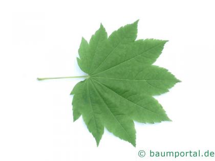 Wein-Ahorn (Acer circinatum) Blatt