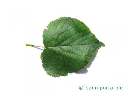 Winter-Linde (Tilia cordata) Blatt