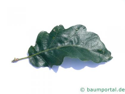 Zerr-Eiche (Quercus cerris) Blatt