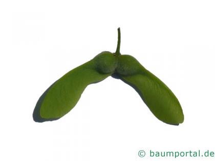 Zimt-Ahorn (Acer griseum) Spaltfrucht: geflügeltes Nüsschen mit zwei Samen