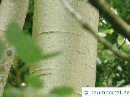 Zitter-Pappel (Populus tremula) Stamm / Borke / Rinde