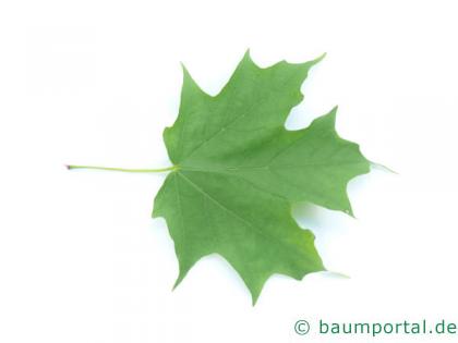 Zucker-Ahorn (Acer saccharum) Blatt 