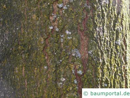Zucker-Ahorn (Acer saccharum) Stamm / Borke / Rinde